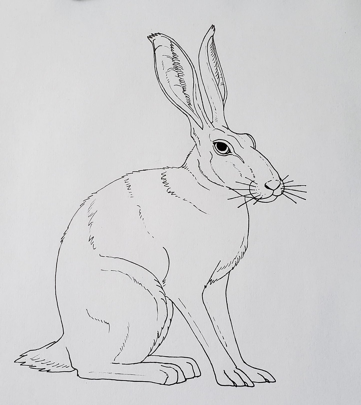 Hare | 7.125" x 8" Art Print | Sarah Culliton