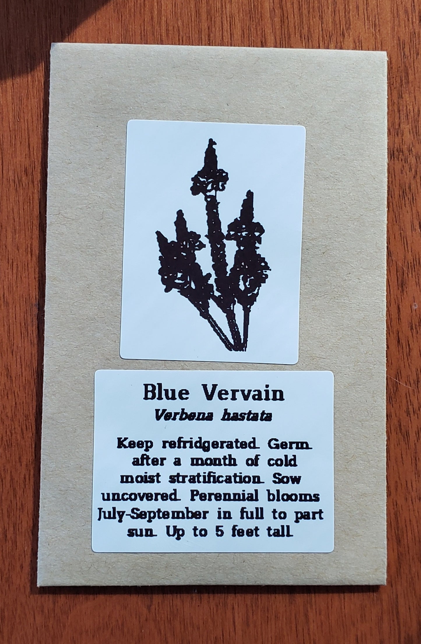 Blue Vervain | Native Wildflower Seeds