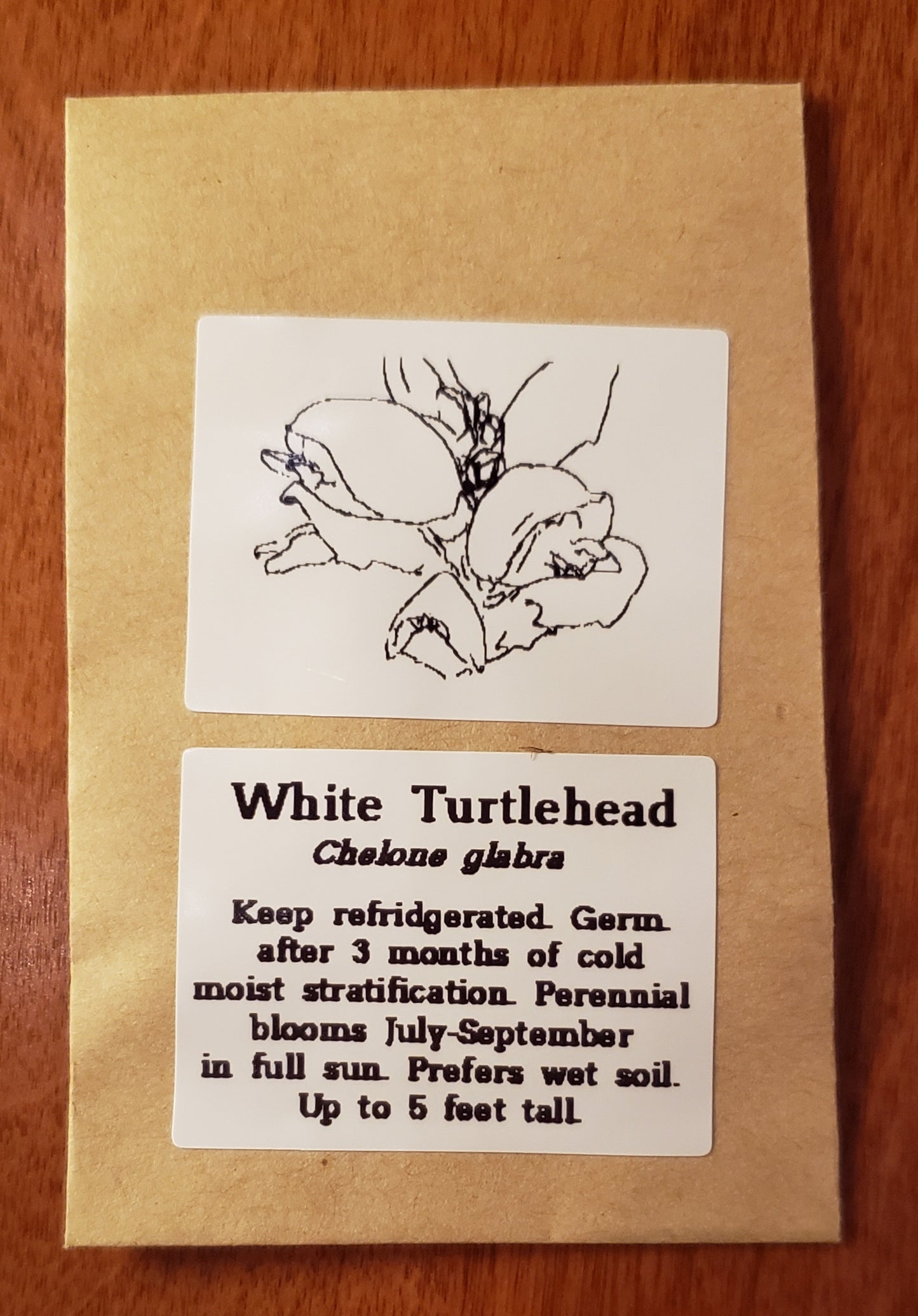 White Turtlehead | Native Wildflower Seeds