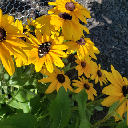 Black-Eyed Susan | Native Wildflower Seeds