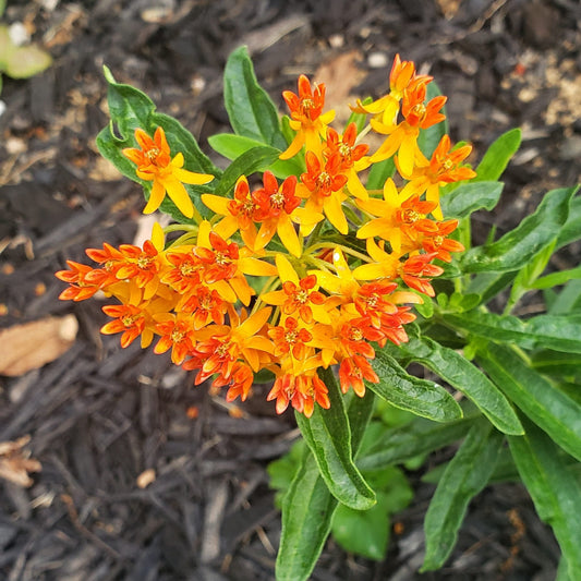 Butterfly Milkweed | Native Wildflower Seeds