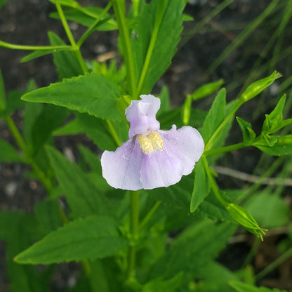 Allegheny Monkeyflower | Native Wildflower Seeds