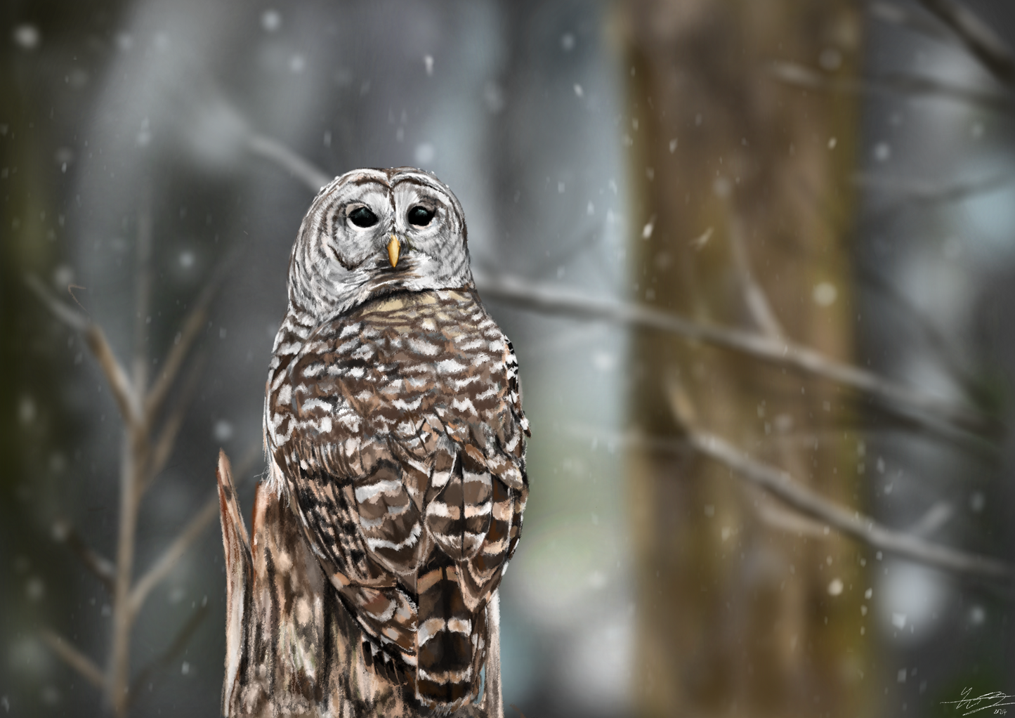 Barred Owl | 30" x 21.25" Art Print | Nathan Tea