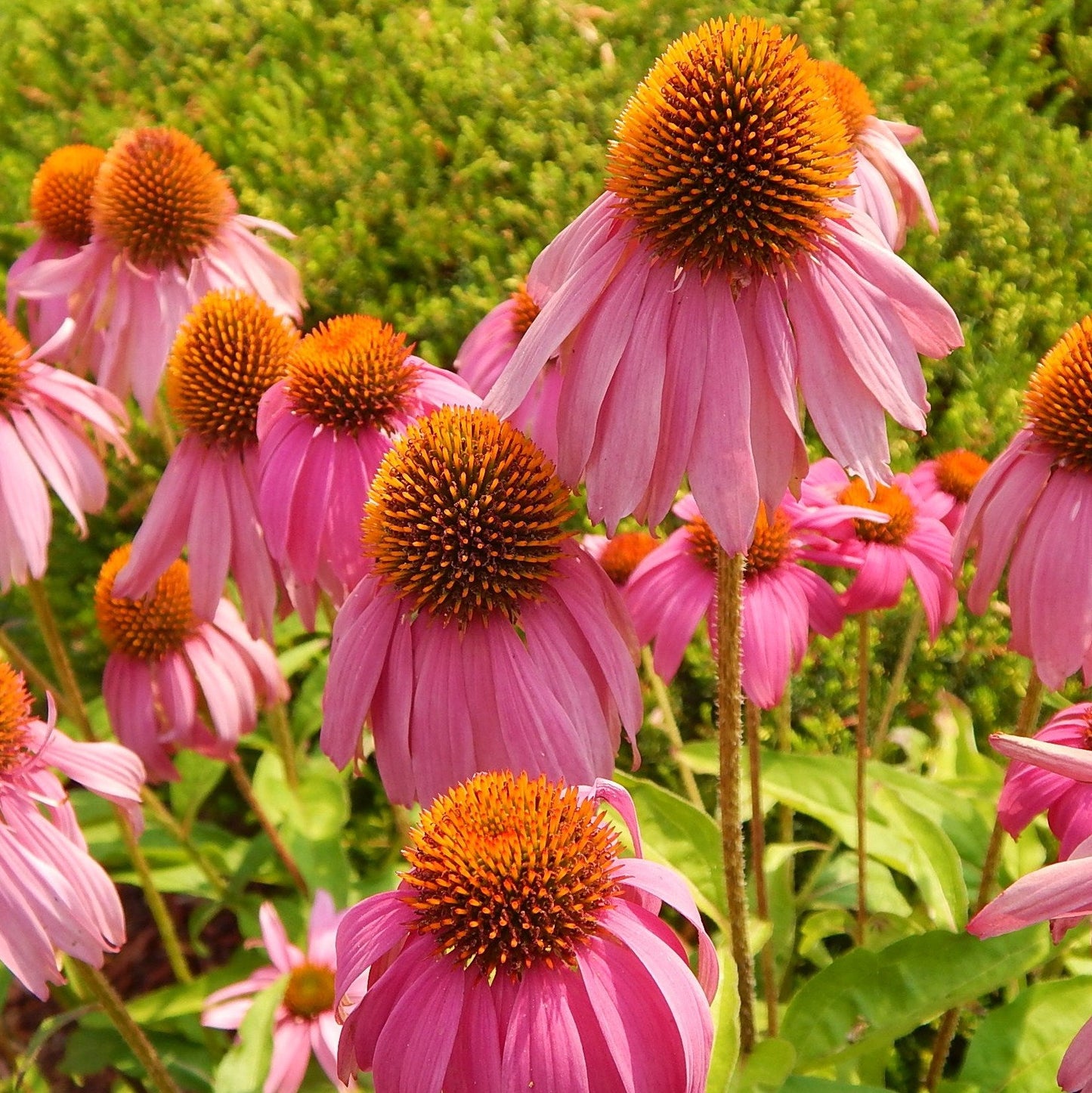 Purple Coneflower | Native Wildflower Seeds