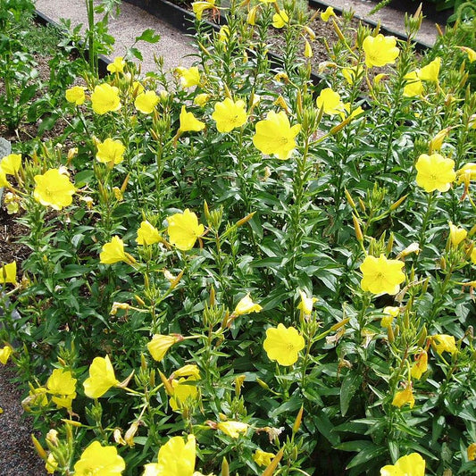 Evening Primrose | Native Wildflower Seeds