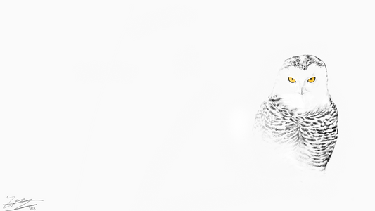 Snowy Owl | 30" x 16.875" Art Print | Nathan Tea