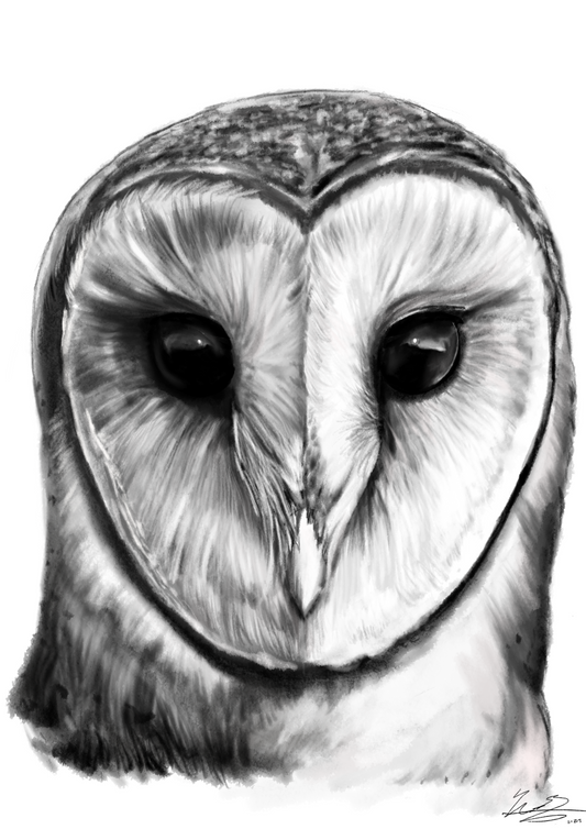 Barn Owl | 21.25" x 30" Art Print | Nathan Tea