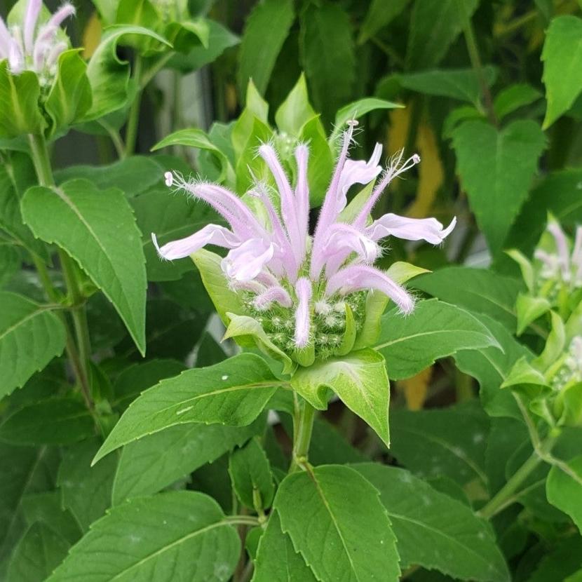 Wild Bergamot | Bee Balm | Native Wildflower Seeds