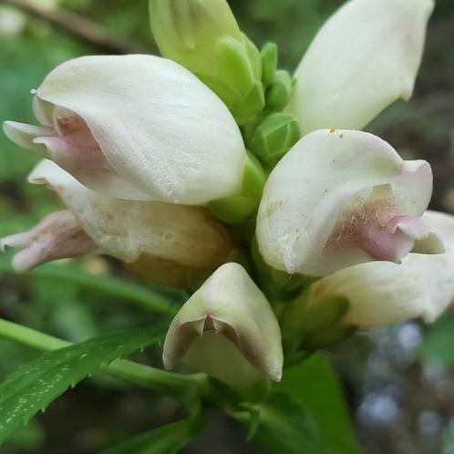 White Turtlehead | Native Wildflower Seeds