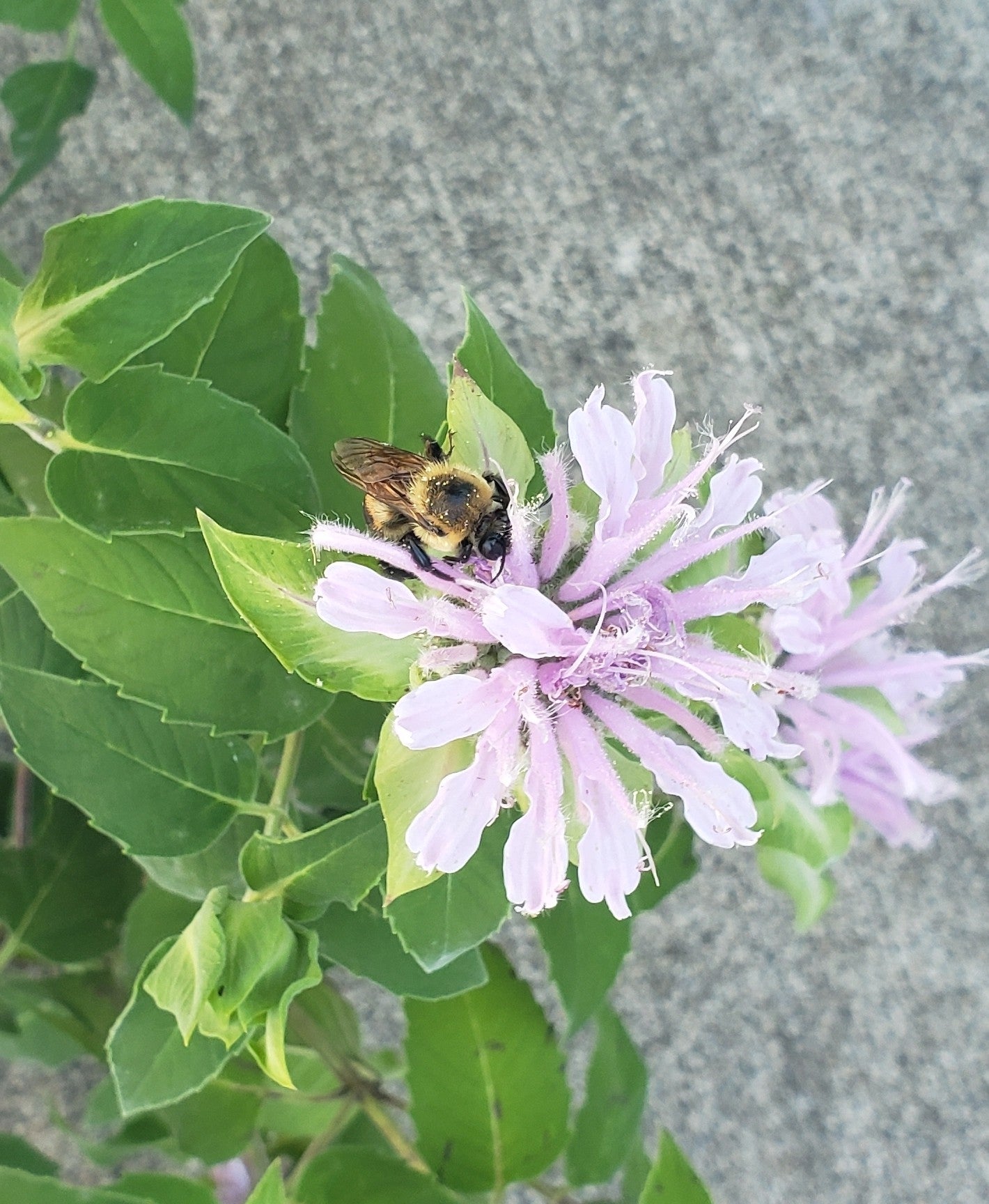 Wild Bergamot | Bee Balm | Native Wildflower Seeds