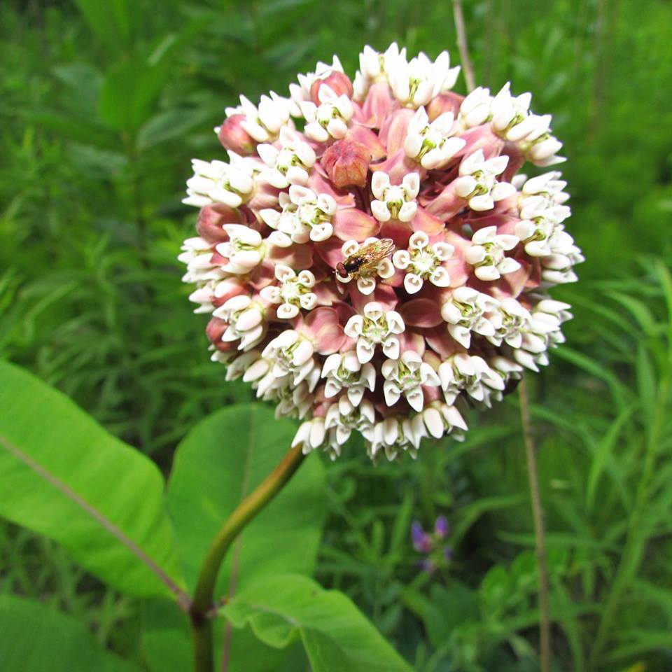 Common Milkweed | Native Wildflower Seeds