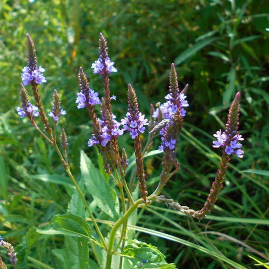 Blue Vervain | Native Wildflower Seeds