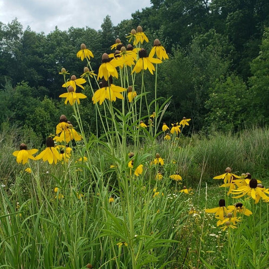 Yellow Coneflower | Native Wildflower Seeds