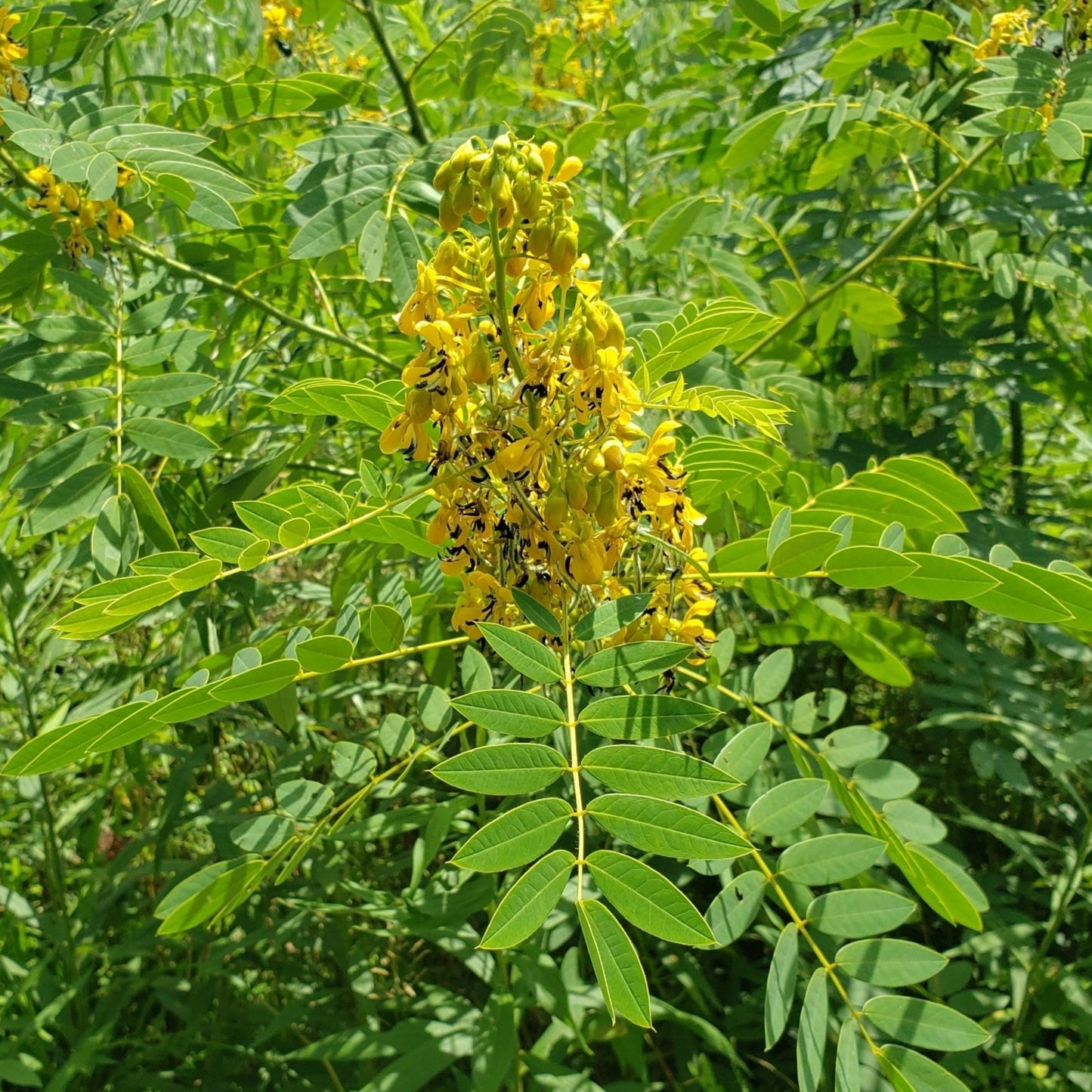 Wild Senna | Native Wildflower Seeds