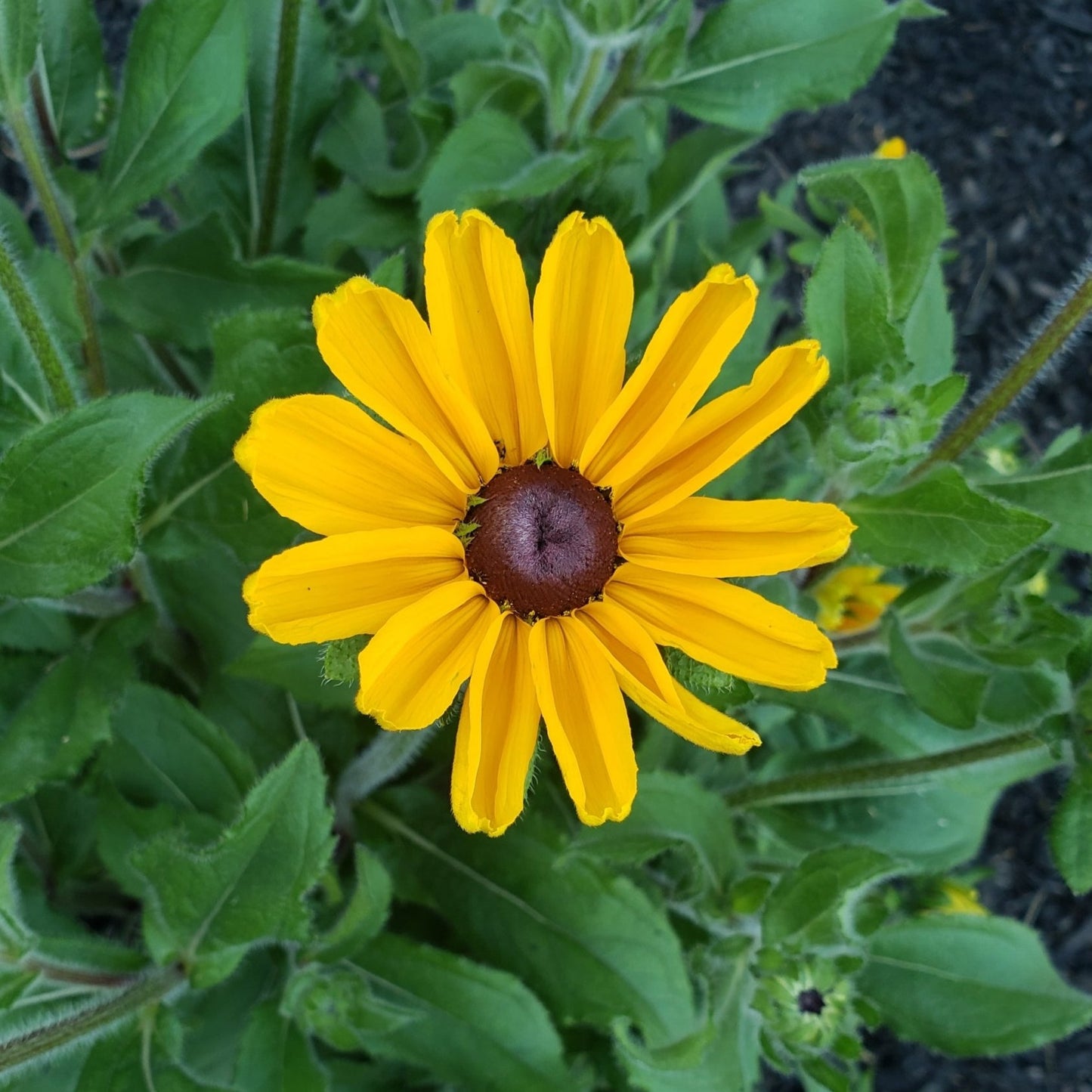 Black-Eyed Susan | Native Wildflower Seeds