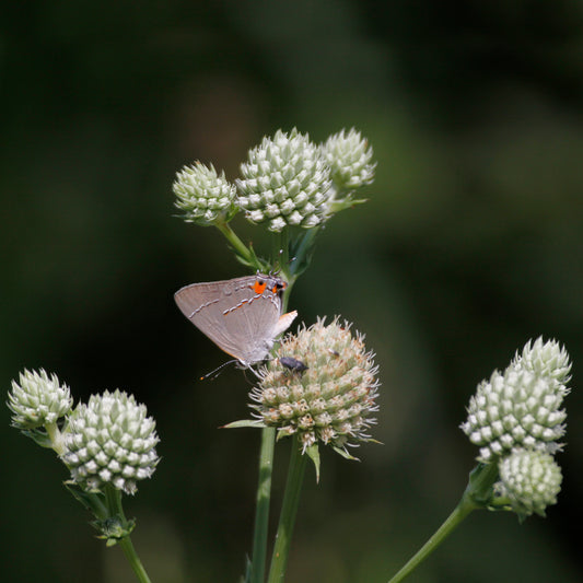 Rattlesnake Master | Native Wildflower Seeds