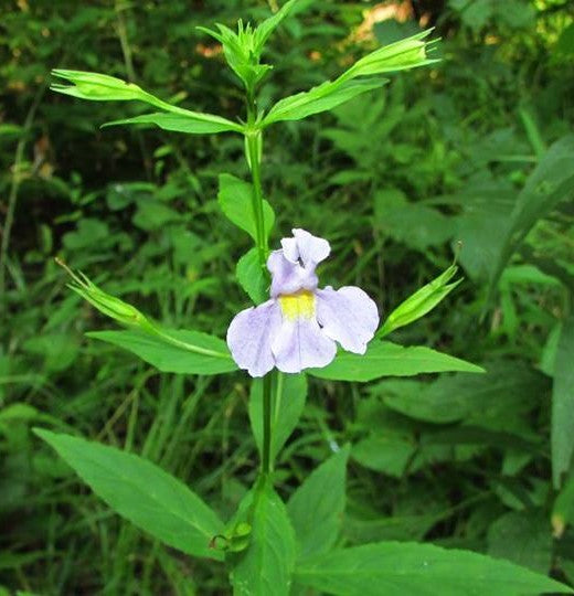 Allegheny Monkeyflower | Native Wildflower Seeds