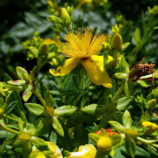 Kalm's St. John's Wort | Native Wildflower Seeds