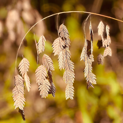 Northern Sea Oats | Inland Wood Oats | Native Grass Seeds